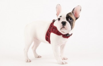 Puppia hondentuig  harness  model x wine 3