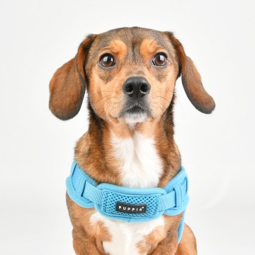 Puppia hondentuig  harness model x soft sky blue 3