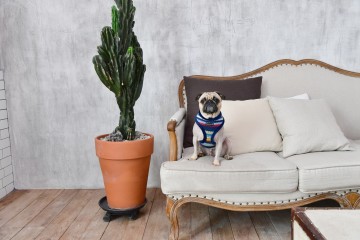 Puppia Harness / Honden tuigje Crayon Navy Model A