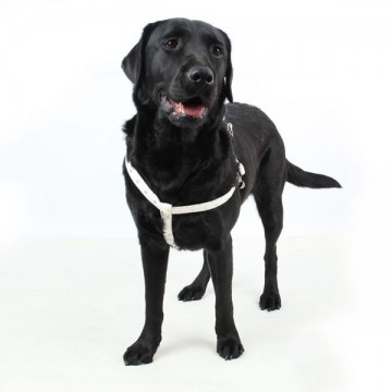 Puppia hondentuigje modern dotty ml ivory model x 2