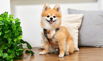 Puppia hondentuigje quin beige model a 11