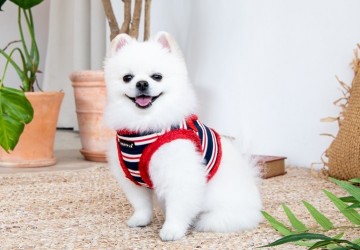 Puppia hondentuigjes  model b rowdy red 3