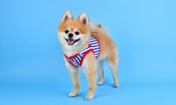 Puppia hondentuigjes sport voetbal model b royal blue 3