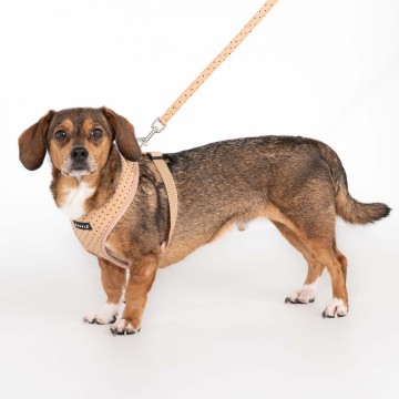 Puppia soft harness  honden tuigje model a dotty beige 2