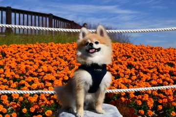 Puppia Soft Harness / Honden tuigje Model B Navy