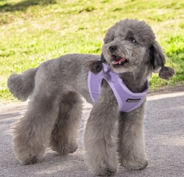 Puppia soft harness  honden tuigje model b violet 2