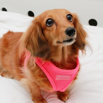 Puppia Soft Harness / Honden tuigje Model B Neon Pink
