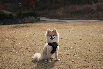 Puppia Soft Harness / Honden tuigje Model C Camo