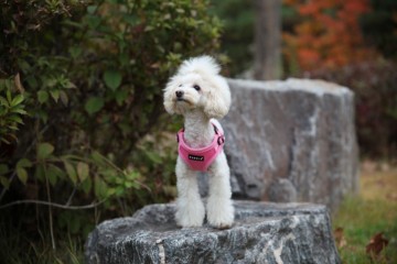 Puppia Soft Harness / Honden tuigje Model C Pink