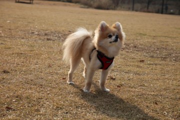 Puppia Soft Harness / Honden tuigje Model C Red