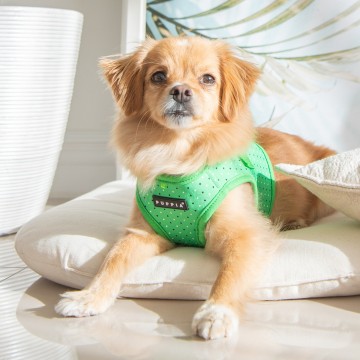 Puppia soft harness  hondentuigje bonnie model b green 4