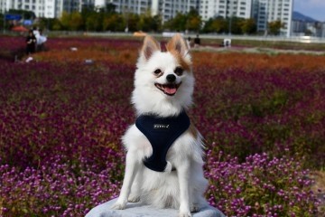 Puppia Soft Harness / Hondentuigje Model A Navy