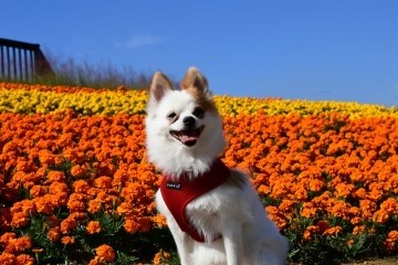 Puppia Soft Harness / Hondentuigje Model A Wine