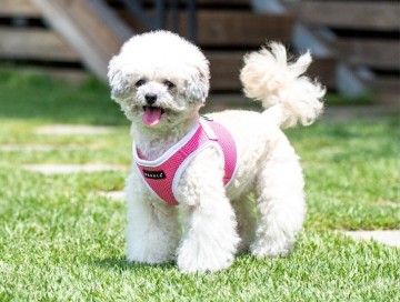 Puppia soft harness honden tuigje model b nieuw pink 5