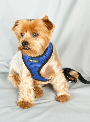 Urban Pup Autstoelhoes voor de achterbank