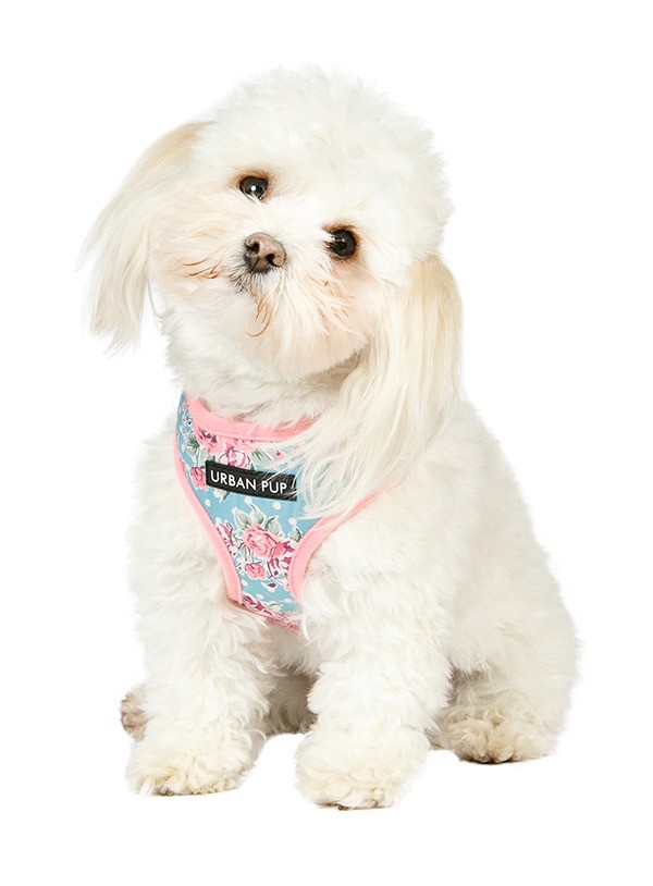 Beschuldiging gemakkelijk Dierbare Urban Pup Hondentuig Vintage Rose Floral - Feniksware